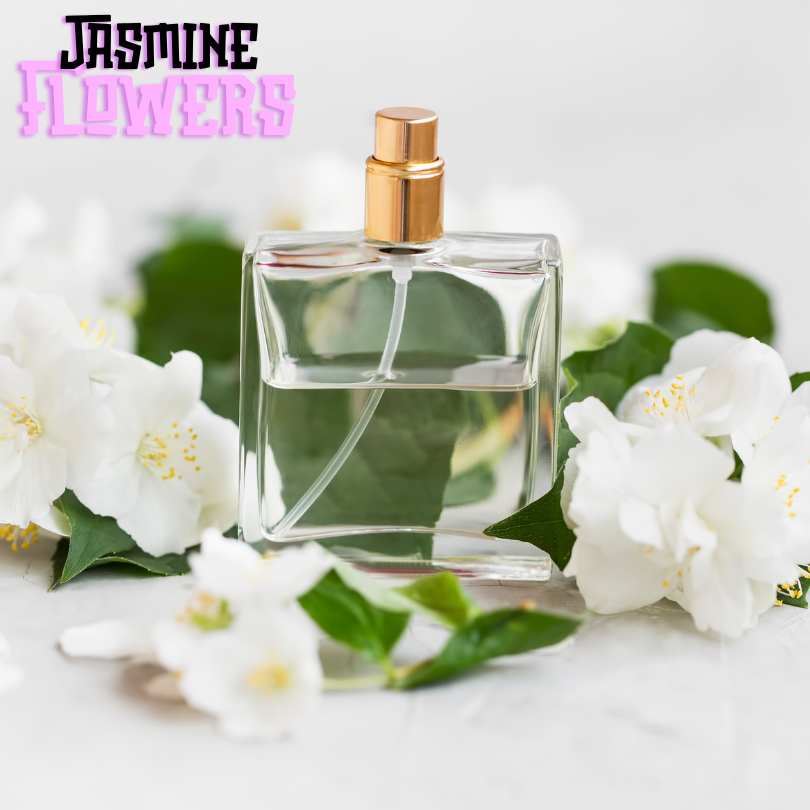 Top 10 Flowers Used In Perfumes - Jasmine