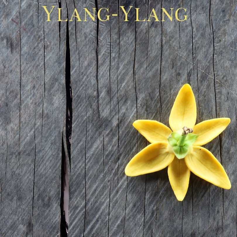 Top 10 Flowers Used In Perfumes - Ylang-Ylang