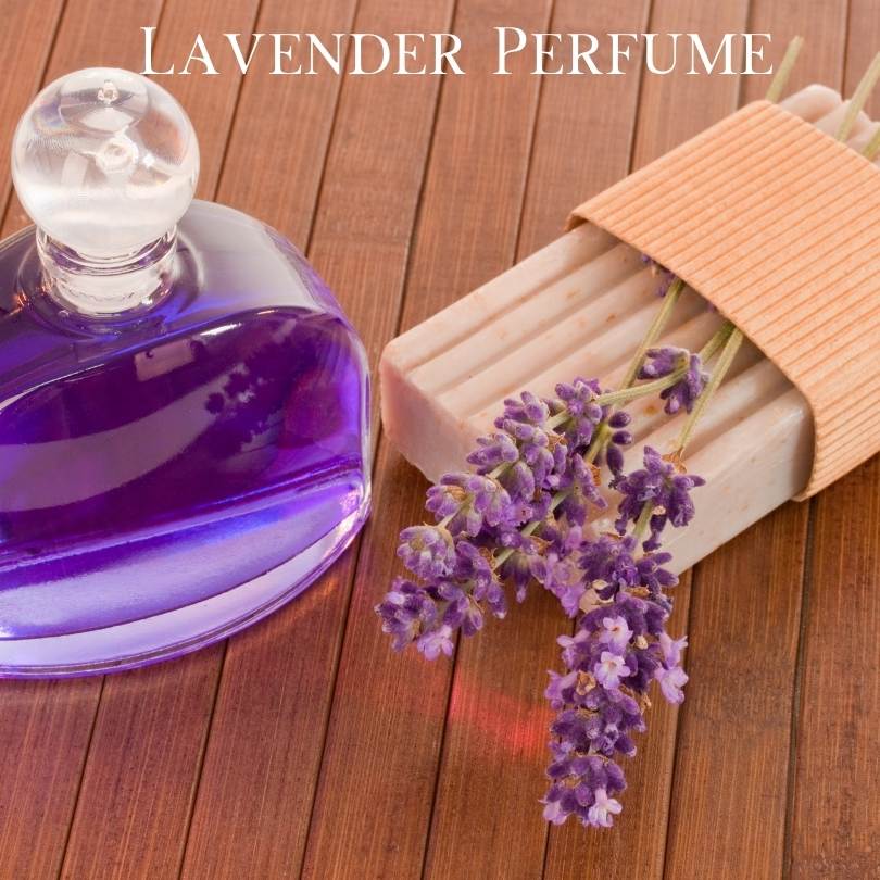 Top 10 Flowers Used In Perfumes -  Lavender