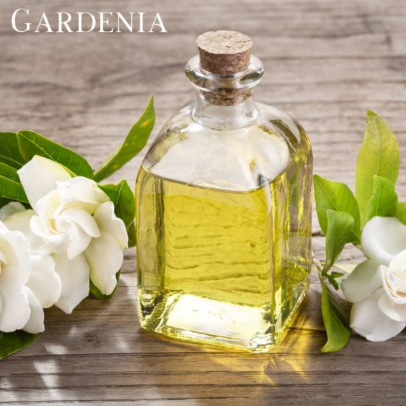 Top 10 Flowers Used In Perfumes - Gardenia