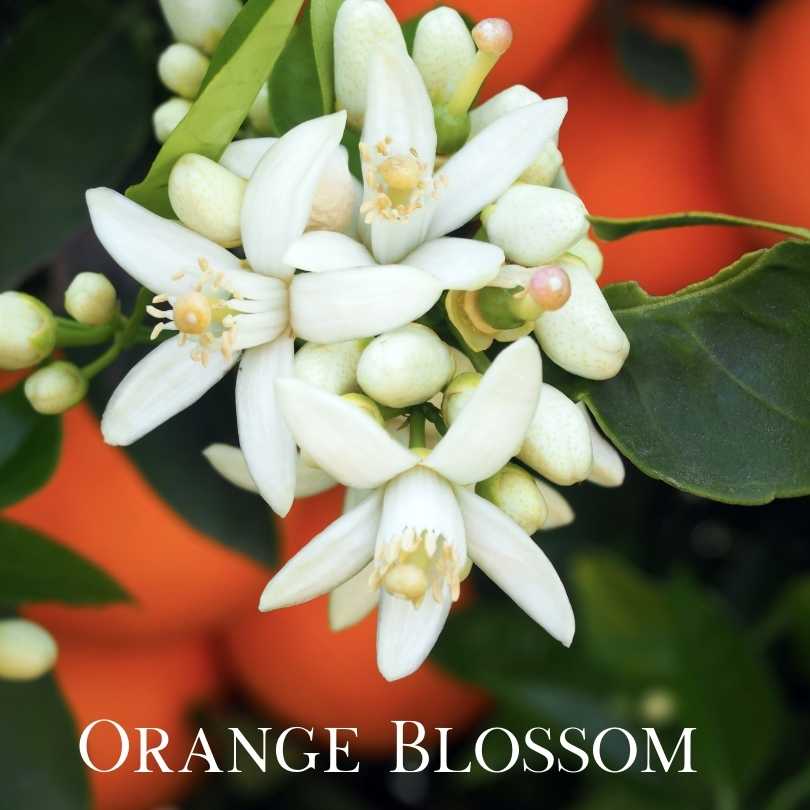 Top 10 Flowers Used In Perfumes - orange blossom