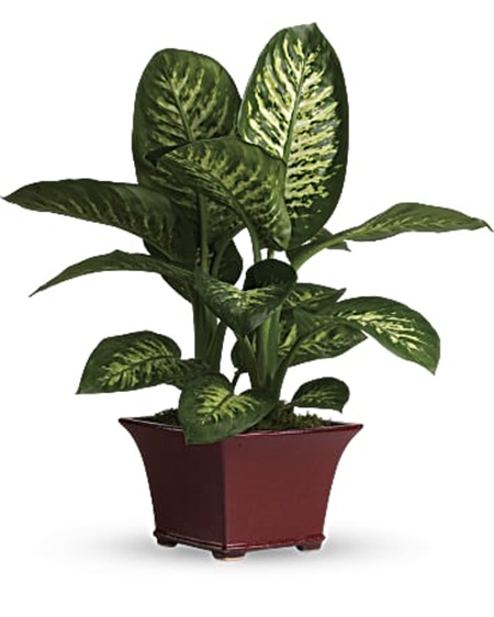 Dieffenbachia to boston