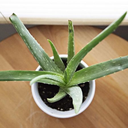 5 Practically Immortal Succulents for Serial Plant Killers - aloe vera plant