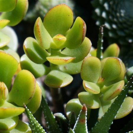 5 Practically Immortal Succulents for Serial Plant Killers - jade plant