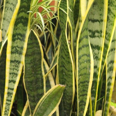 5 Practically Immortal Succulents for Serial Plant Killers - snake plant