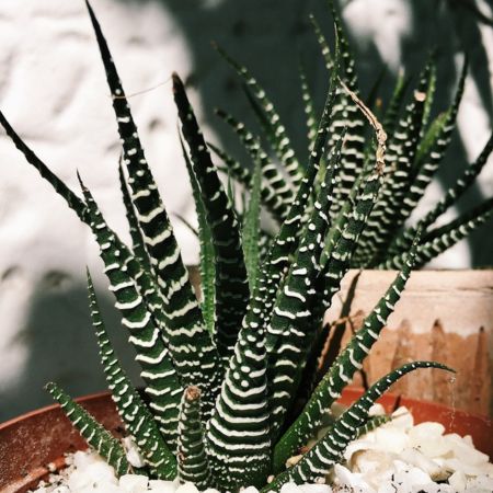 5 Practically Immortal Succulents for Serial Plant Killers - zebra plant