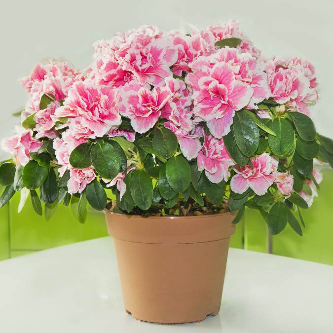 What Flowers Are Safe For Pets - Azaleas 