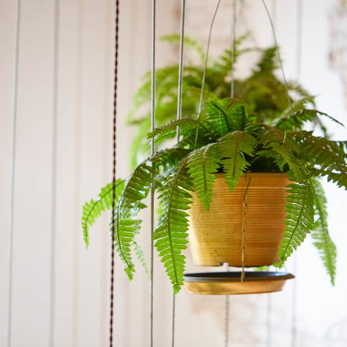 What Flowers Are Safe For Pets - boston fern