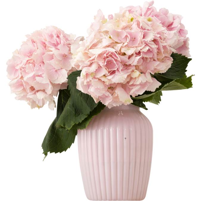 Best Flowers for New Babies - carnations