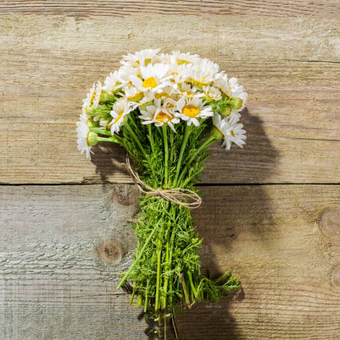 Best Flowers for New Babies - daises