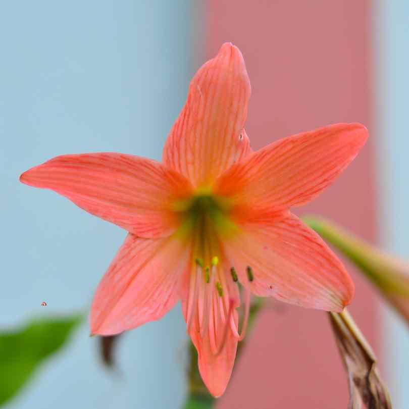 Naked Lady Lilies - funny flower names