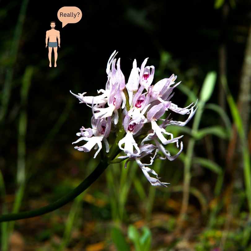 Naked Man Orchid - funny flower names