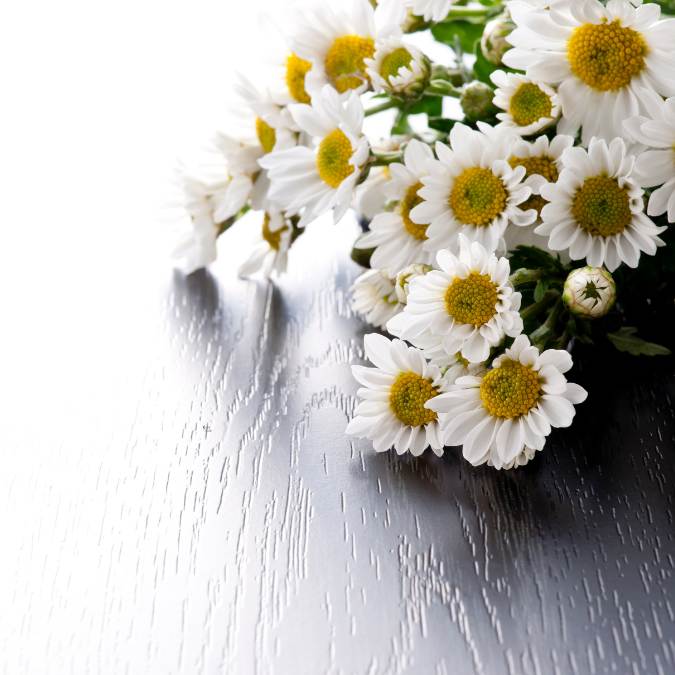 What Color Flowers For a Funeral - chrysanthemums 