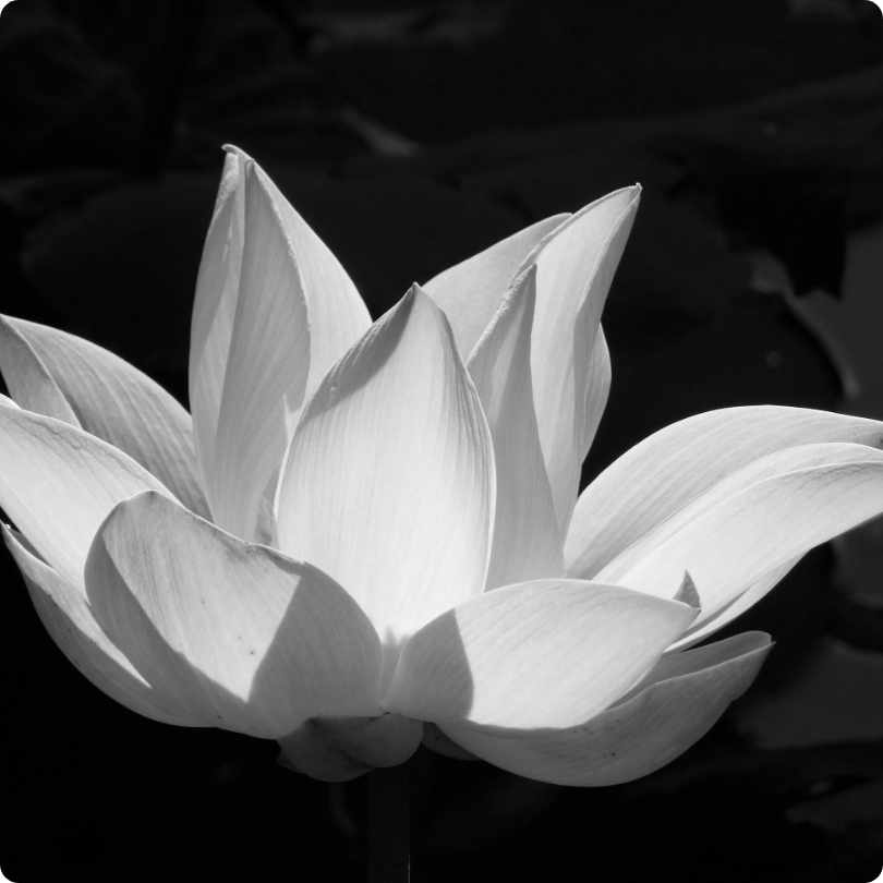 Dark Side of Flower Superstitions_lotus flowers