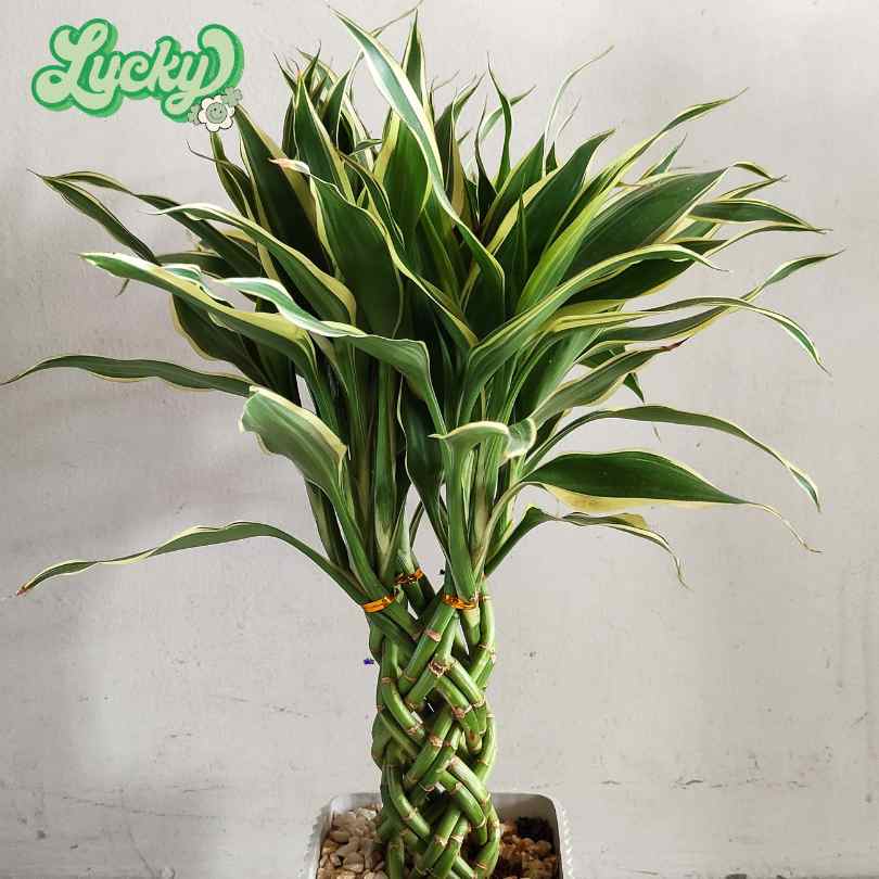 What Are The Best Flowers & Plants for Offices - lucky bamboo