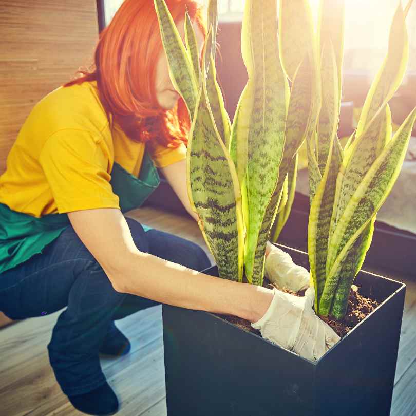 Caring for Office Flowers & Plants