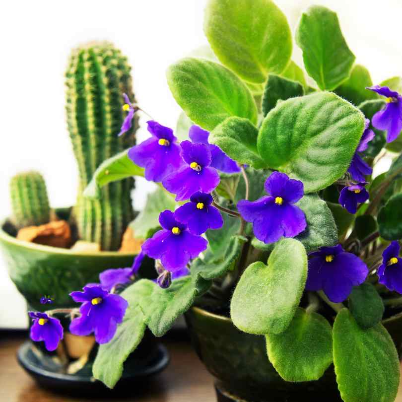 What Are The Best Flowers & Plants for Offices - african violet