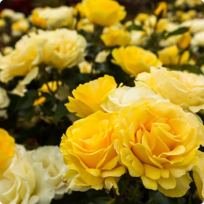 Dark Side of Flower Superstitions - yellow and white roses