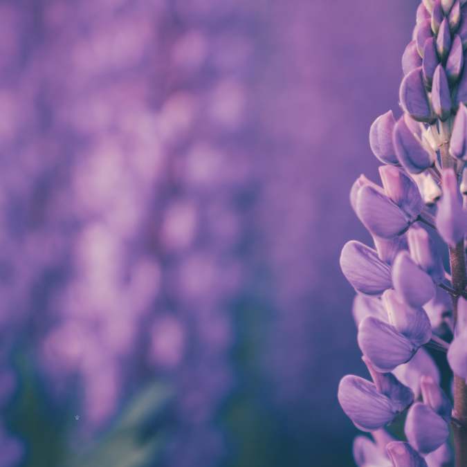 The Mystique of Purple Flowers - lavender